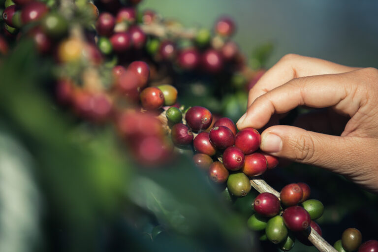 ブラジルから、良質なコーヒーが入荷しております！